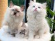 Chatons ragdoll a donner 