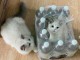 Chatons ragdoll a donner 