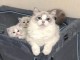 Chatons ragdoll a donner 