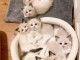 Chatons ragdoll a donner 