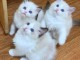 Chatons ragdoll a donner 