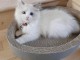 Chatons ragdoll a donner 