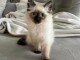 Chatons ragdoll a donner 