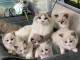 Chatons ragdoll a donner 