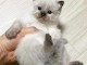 Chatons ragdoll a donner 