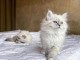 Chatons ragdoll a donner 