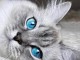 Chatons ragdoll a donner 