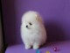 Splendide chiots spitz nain