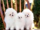 Splendide chiots spitz nain