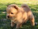 A donner Chiot type Chow Chow femelle