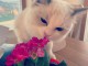 Chatons ragdoll a donner 