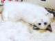 Chatons ragdoll a donner 