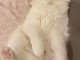 Chatons ragdoll a donner 