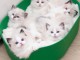 Chatons ragdoll a donner 