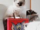 Chatons ragdoll a donner 