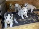 Chiots husky de siberie a vendre