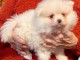 Splendide chiots spitz nain