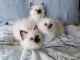 A donner Chatons sacre de birmanie