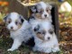 Donne deux chiots berger australien 