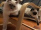 Chatons ragdoll a donner 