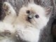 Chatons ragdoll a donner 