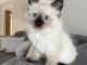 Chatons ragdoll a donner