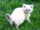 Chaton a donner ragdoll