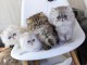 Adorables chatons persan a donner