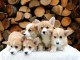 Corgi gallois chiots à vendre