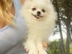 Chiots de type pomeranian non l.o.f