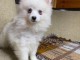 2 Chiots spitz nain Poméranian lof