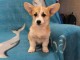 Welsh Corgi Pembroke chiots