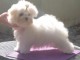 Donne chiot bichon maltais femelle