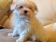 Donne chiot bichon maltais femelle