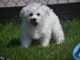 Donne chiot bichon maltais femelle