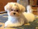 Donne chiot bichon maltais femelle