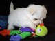 Donne chiot bichon maltais femelle