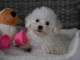 Donne chiot bichon maltais femelle