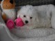 Donne chiot bichon maltais femelle