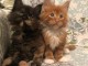 Chatons maine coon mâles et femelles Loof