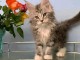 Chatons maine coon mâles et femelles Loof