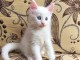 Chatons maine coon mâles et femelles Loof