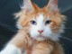 Chatons maine coon mâles et femelles Loof
