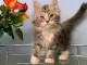 Chatons maine coon mâles et femelles Loof