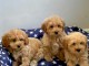 Adorables chiots Cavapoos Prêts maintenant pour leurs nouvelles m