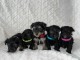 5 beaux chiots Yorkipoo à vendre