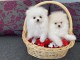 Chiots de type pomeranian non l.o.f