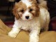 A donner Chiots bichon havanais