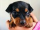  Chiots Pinscher nain