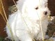 Chiots Coton de Tulear